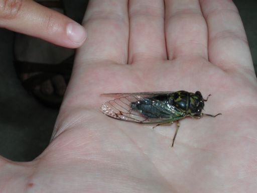[black and green adult cicada on hand]