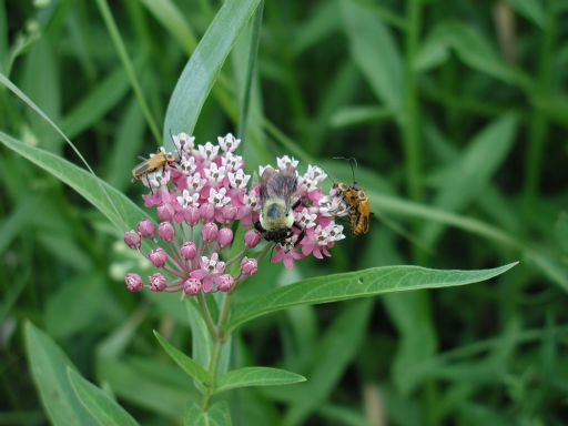 [bumblebee and yellow bugs on tiny pink flowers]