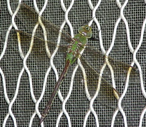 [green dragonfly on screen door]