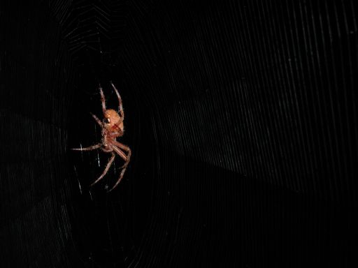 [web and bottom of 2nd spider]