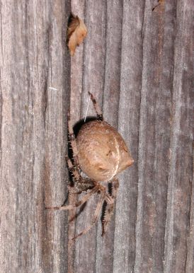 [side view of 3rd spider, hanging from thread on fence]