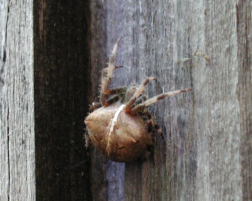[natural-light closeup of 3rd spider]