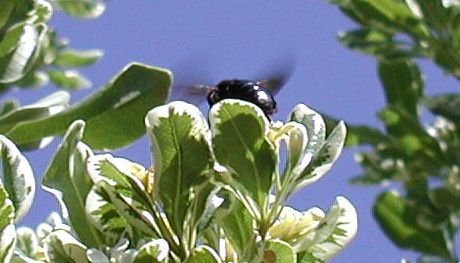 [black bumblebee on pittosporum flower]