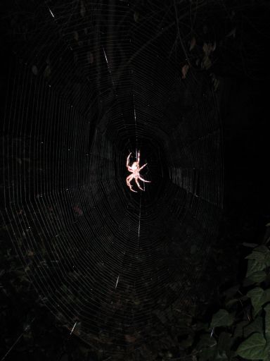 [web and bottom of 4th spider]