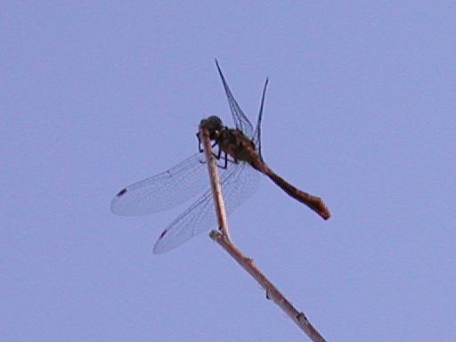 [brown dragonfly silhouetted against sky]