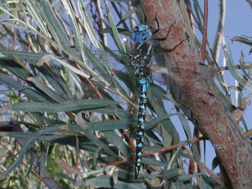 [blue dragonfly on tree branch]